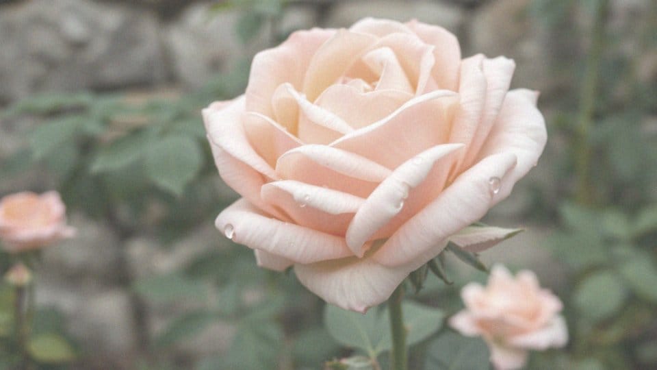 Dlaczego Róża parkowa Eden Rose uważana jest za piękny kwiat?